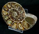 Beautiful Desmoceras Ammonite (Half) - #5222-1